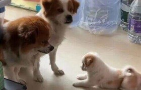 流浪狗到商店乞食 生下小狗托付老板