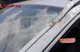 古树砸扁宝马 林业局:车主也有错