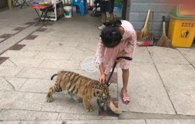 女童和老虎互动时被咬伤 家长报警