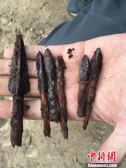 新疆沙漠首次发现盐水丰年虾