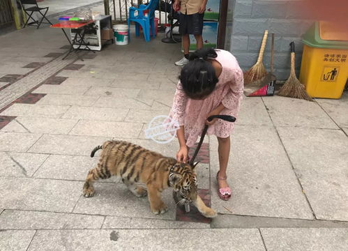 女童和老虎互动时被咬伤 家长报警