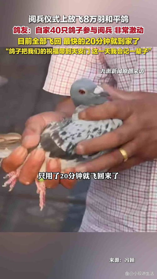 溜出去50多个小时 这只和平鸽刚到家